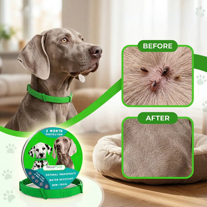 8 Months All Natural Flea and Tick Collar for Dogs